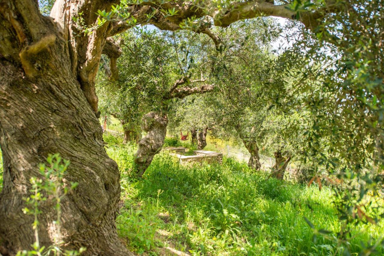 Hakuna Matata Holidays Wooden Lodge With Airco & Pool In Greek Olive Grove Methoni  Exterior photo